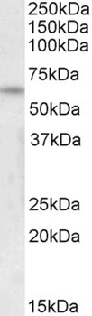 FOXK2 Antibody