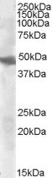 EPB41L2 Antibody