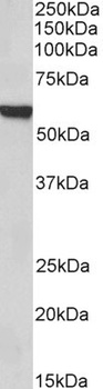 FOXA2 Antibody