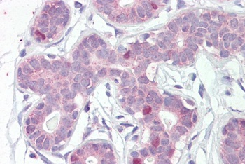 FOXA1 Antibody