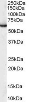 PUF60 Antibody