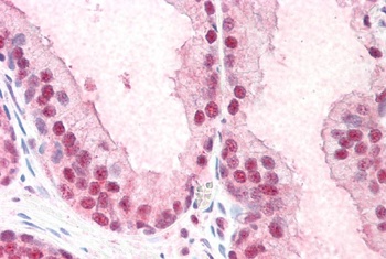 PUF60 Antibody