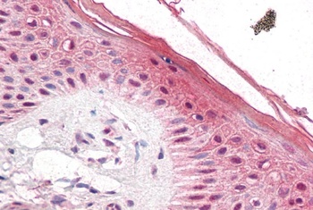 PUF60 Antibody