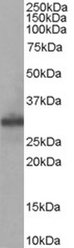 FHL1 Antibody