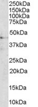 FGFR1 Antibody