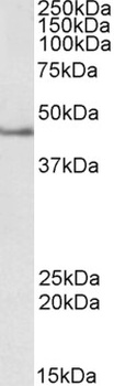 FEZ1 Antibody