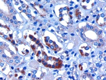 FBXW2 Antibody