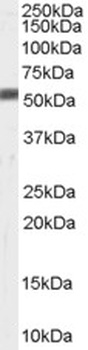 FBXL3 Antibody