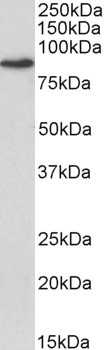 FANCG Antibody