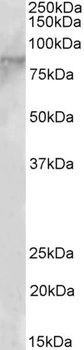 EZH1 Antibody