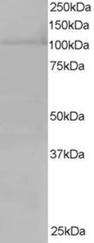 XPO7 Antibody