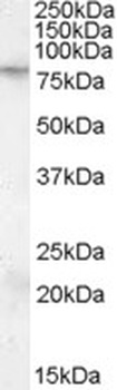 EXOC7 Antibody