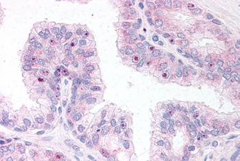 ERG Antibody