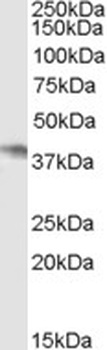 MYB Antibody