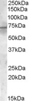 PTGER4 Antibody