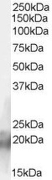 PTGER1 Antibody