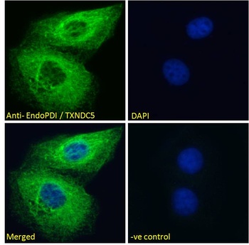 TXNDC5 Antibody