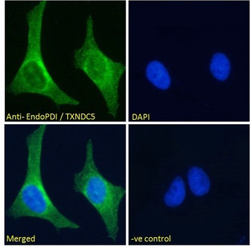 EndoPDI Antibody