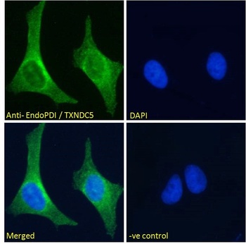 TXNDC5 Antibody