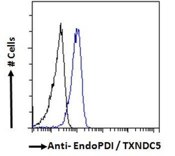 TXNDC5 Antibody