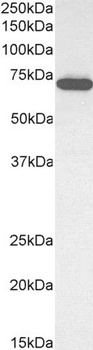 ELF1 Antibody