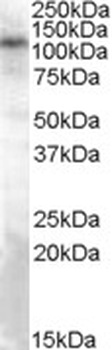 EGLN3 Antibody