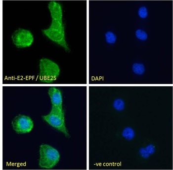 E2-EPF Antibody