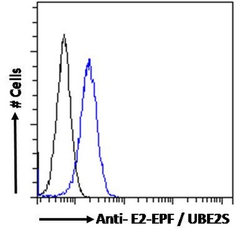 E2-EPF Antibody