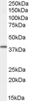 FXYD5 Antibody