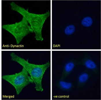 DCTN1 Antibody