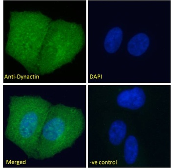 Dynactin Antibody