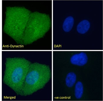 DCTN1 Antibody