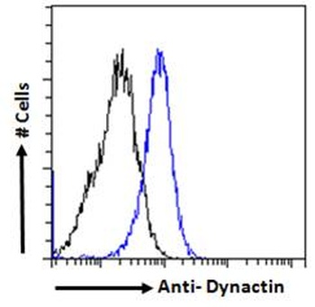 Dynactin Antibody