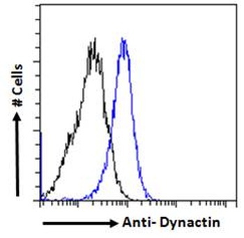 DCTN1 Antibody