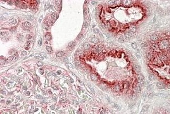 Duffy Antibody