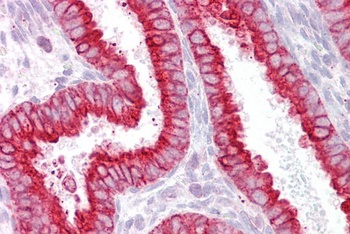 Dual oxidase 1 Antibody