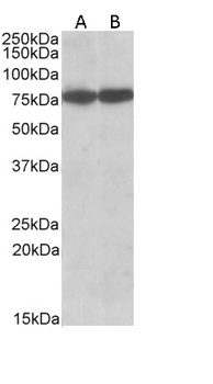 DSCAM Antibody