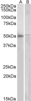 DOK3 Antibody