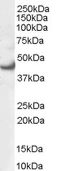 Dipeptidylpeptidase 10 Antibody
