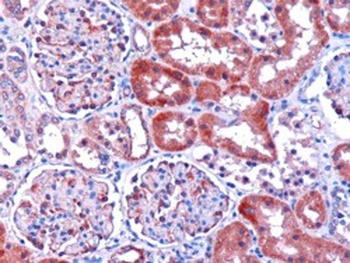 DCXR Antibody