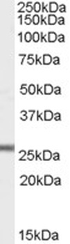 DGAT2 Antibody