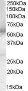 DCDC2 Antibody