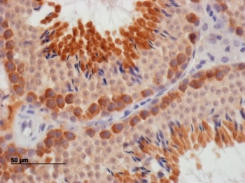 DAZL Antibody