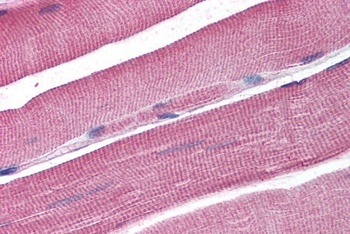 DAZL Antibody