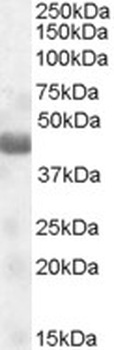 DAO Antibody
