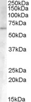 DAOA Antibody