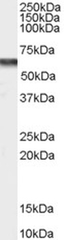 FOXP2 Antibody
