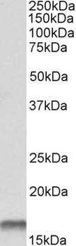 CSTB Antibody