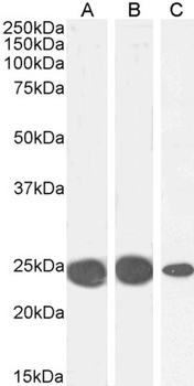 PPIA Antibody