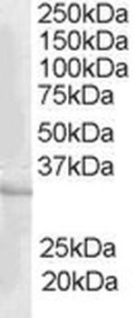 CREM Antibody
